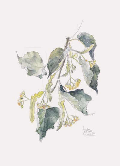 Linden Branch Watercolor by Catalina Somolinos