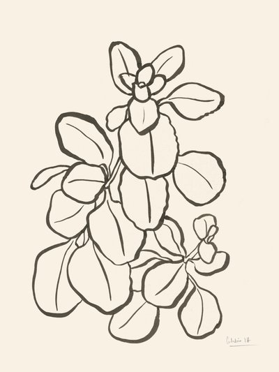 Organic Leaf Drawing by Catalina Somolinos