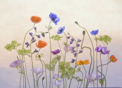 Ethereal Garden Blooms by Catherine Wang