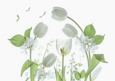 Ethereal White Tulips by Catherine Wang