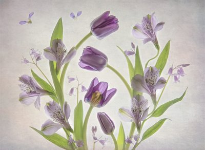 Soft Purple Flowers by Catherine Wang
