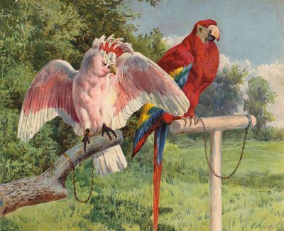 Cockatoo and Macaw by Charles Collins