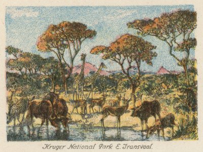 South Africa: Kruger National Park, E Transvaal by Charles Ernest Peers