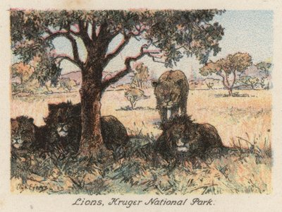 South Africa: Lions, Kruger National Park by Charles Ernest Peers