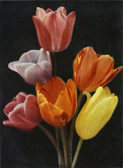 May Flowering Tulips by Charles Essenhigh Corke