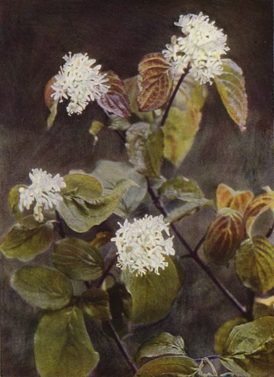 Wild Flowers: Dogwood by Charles Essenhigh Corke