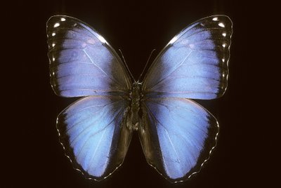 Morpho vitrea by Augustus Kollner
