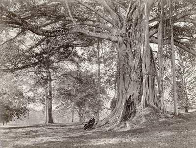 A Gentleman Sitting Beneath a Large Native Tree in British Ceylon, Now Called Sri Lanka, 1880s by Charles T Scowen and Co