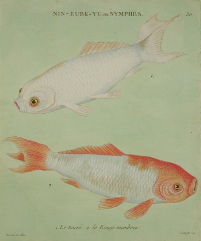 Le Nacre, Le Rougi-Membres, engraved by Francois Nicholas Martinet by Chinese School