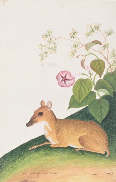 Lesser Mousedeer, from Drawings of Animals, Insects and Reptiles from Malacca, c.1805-18 by Chinese School