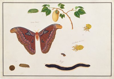 Six Arthropods, from Drawings of Animals, Insects and Reptiles from Malacca by Chinese School