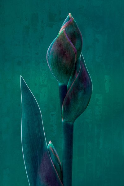 Moody Botanical Bloom by Chris Hamilton