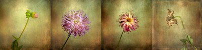 Dahlia Life Cycle by Christian MARCEL