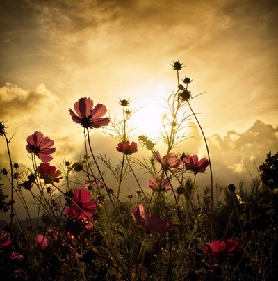 Watching the Sun by Christian MARCEL