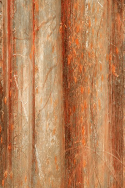 Autumn Forest Blur by Christina Sillen