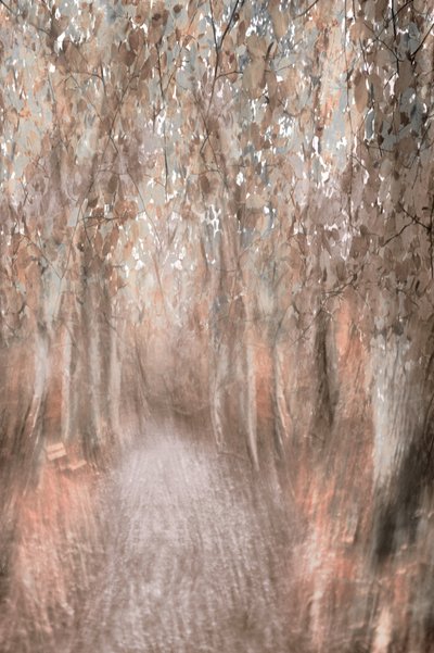 Autumn Forest Path by Christina Sillen