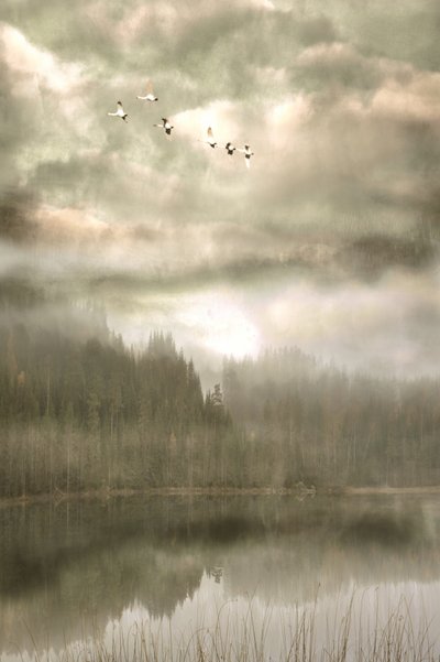 Birds Over Misty Lake by Christina Sillen