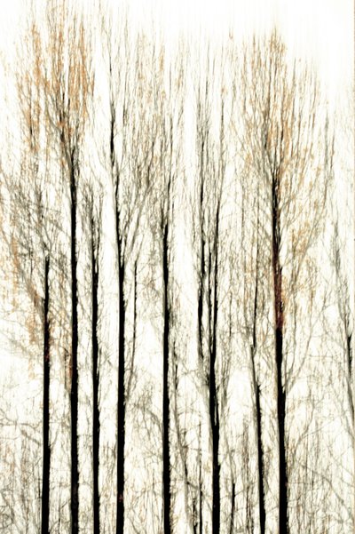 Blurred Forest Lines by Christina Sillen