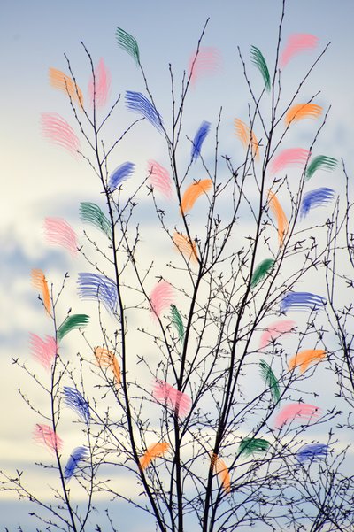 Colorful Spring Branches by Christina Sillen