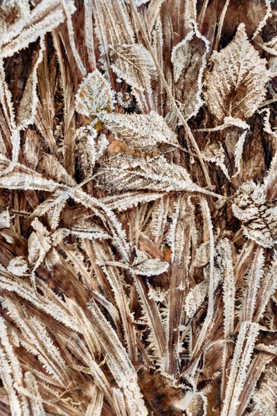 Crisp Frosted Leaves by Christina Sillen