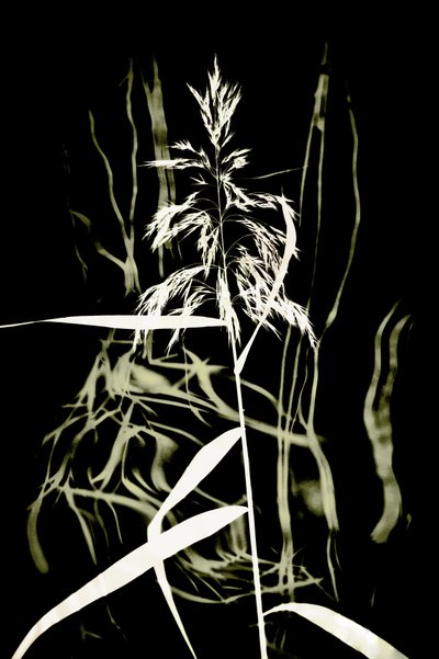 Dark Reed Silhouette by Christina Sillen