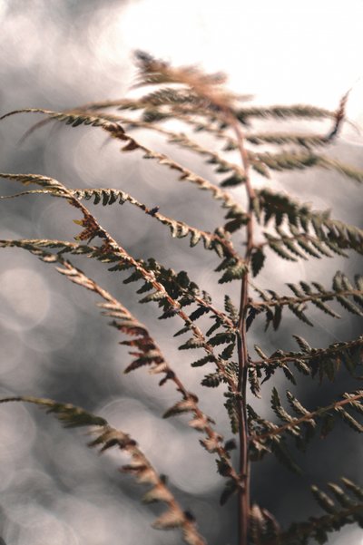 Delicate Autumn Fern by Christina Sillen