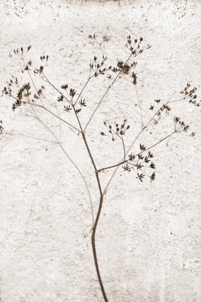 Delicate Dried Plant by Christina Sillen