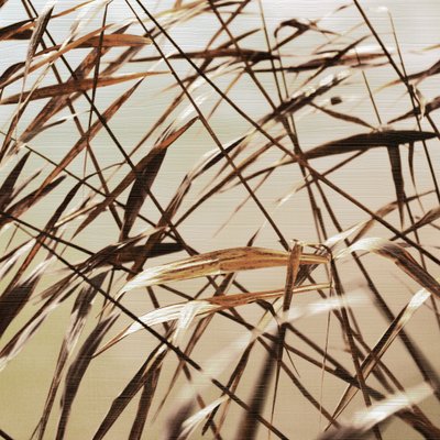 Delicate Dry Reeds by Christina Sillen