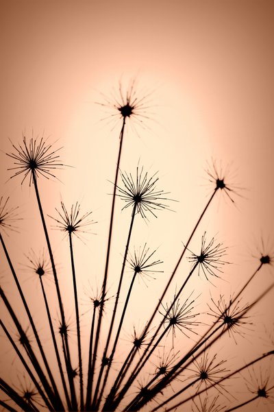 Delicate Warm Silhouettes by Christina Sillen