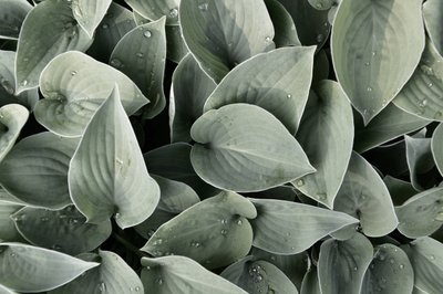 Dewy Hosta Leaves by Christina Sillen