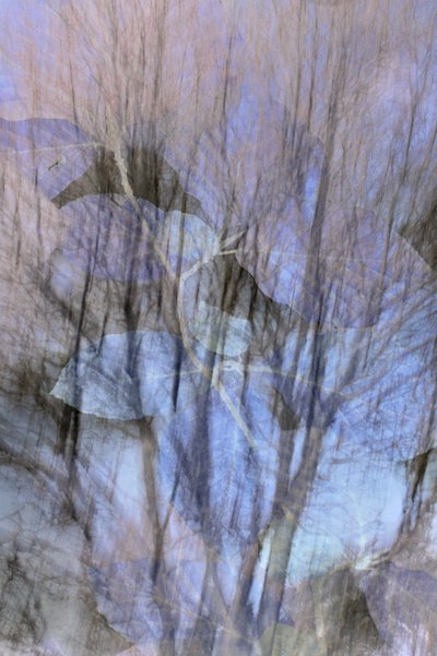 Dreamy Blue Forest by Christina Sillen