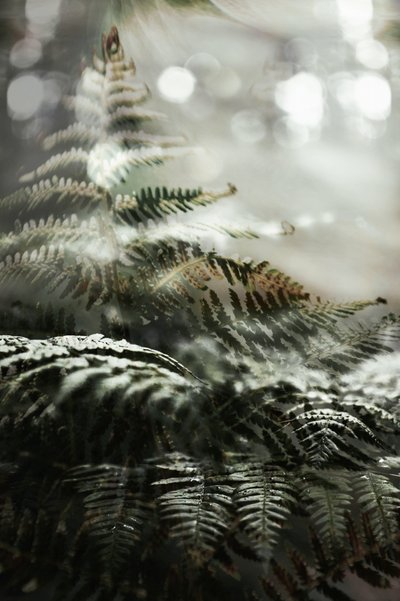 Dreamy Forest Ferns by Christina Sillen