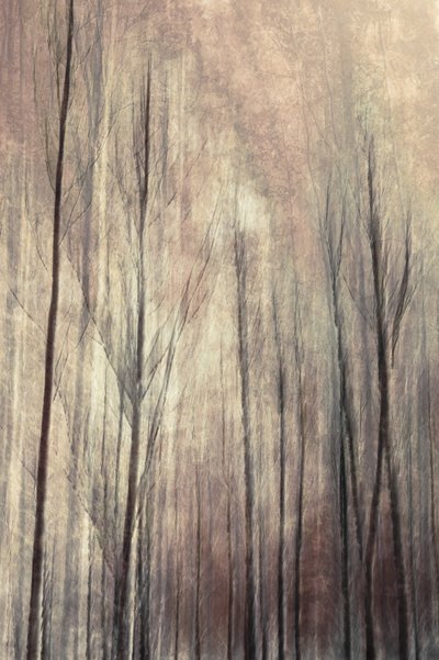 Dreamy Forest Trees by Christina Sillen