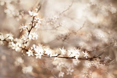 Dreamy White Blossoms by Christina Sillen