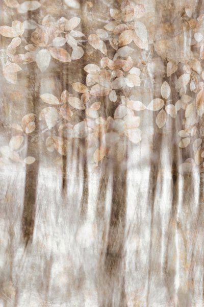 Dreamy Woodland Leaves by Christina Sillen