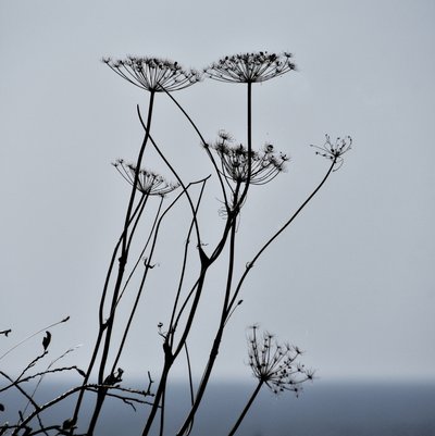 Dried Plant Silhouettes by Christina Sillen