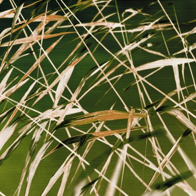 Dynamic Beauty of Nature by Christina Sillen