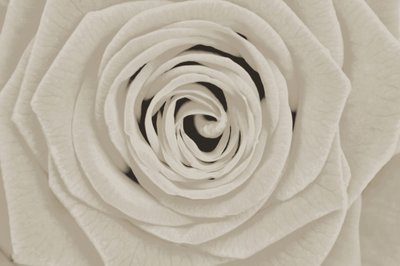 Elegant White Rose by Christina Sillen