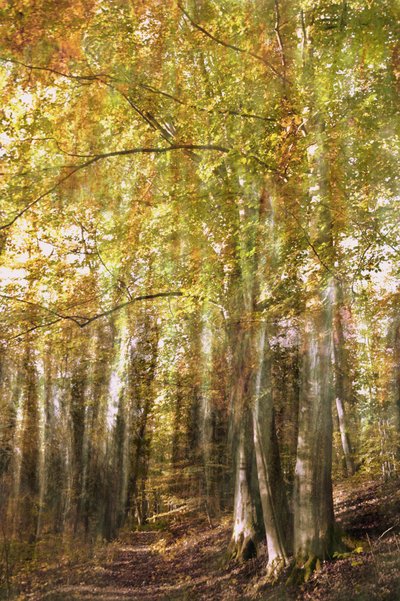 Enchanted Forest Path by Christina Sillen