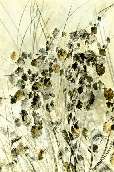 Ethereal Botanical Forms by Christina Sillen