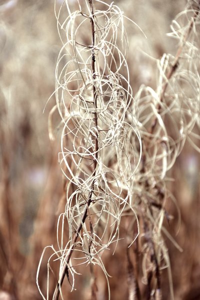 Ethereal Dried Plant by Christina Sillen