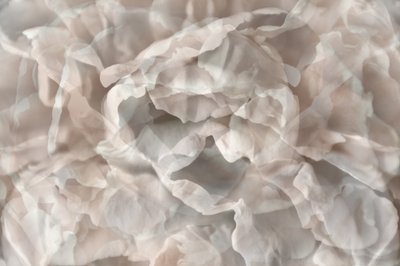 Ethereal Floral Petals by Christina Sillen