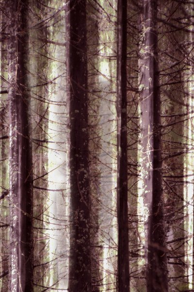 Ethereal Forest Light by Christina Sillen