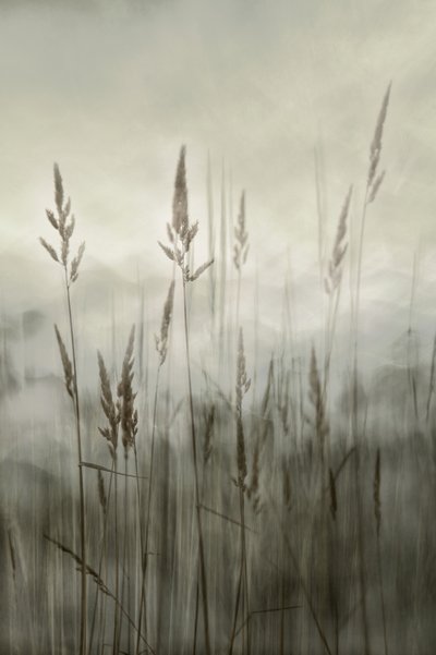 Ethereal Tall Grass by Christina Sillen
