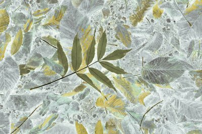 Faded Autumn Leaves by Christina Sillen