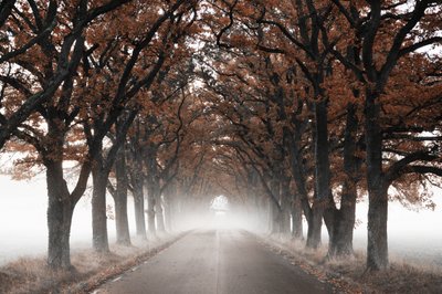 Foggy Autumn Tree Tunnel by Christina Sillen