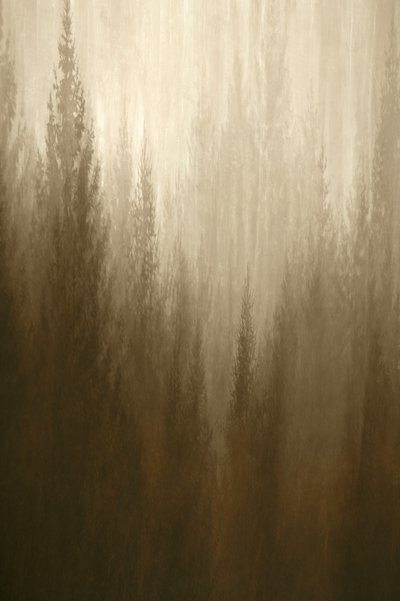 Forest Haze by Christina Sillen