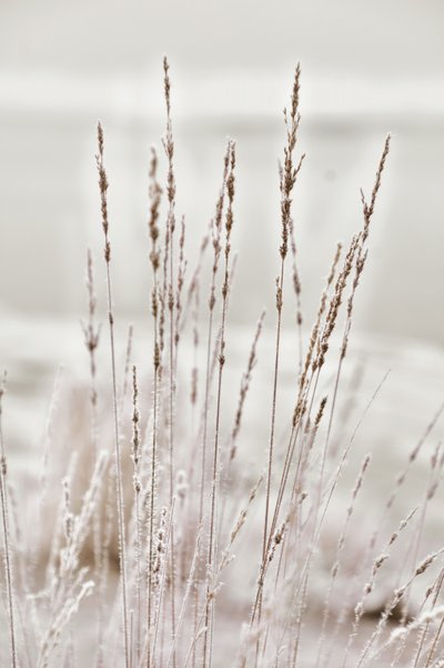 Frosted Winter Grass by Christina Sillen