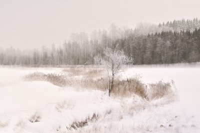 Frosted Winter Tree by Christina Sillen