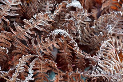 Frozen Ferns Winter by Christina Sillen